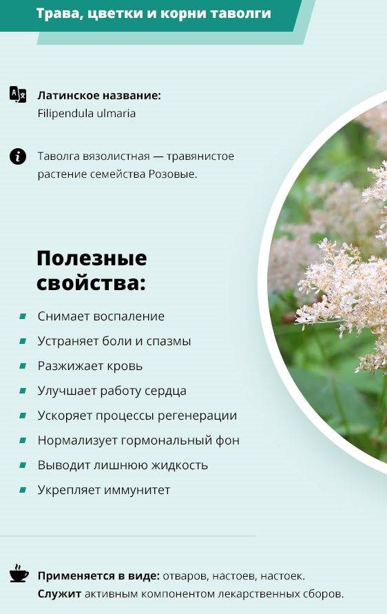 Таволга или лабазник