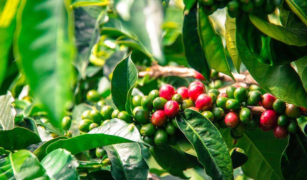 Разновидности и сорта кофейных деревьев