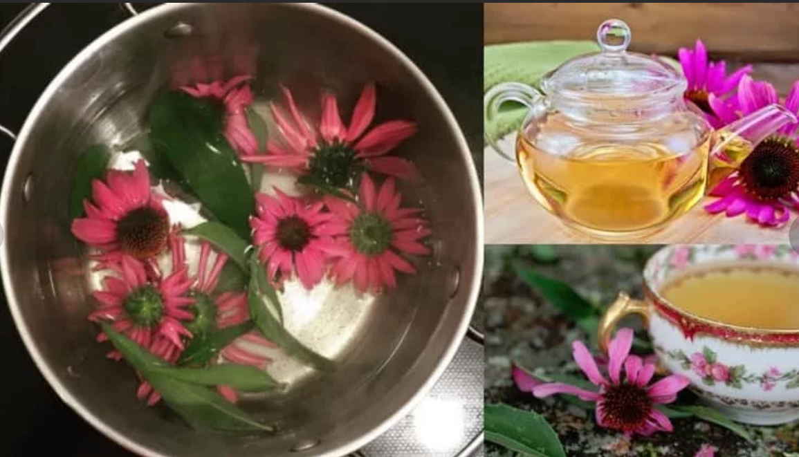 Чай с эхинацеей: полезные свойства, противопоказания, рецепты