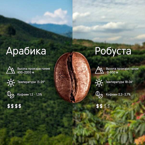 Какой кофе лучше арабика или робуста | vodaplus.ru