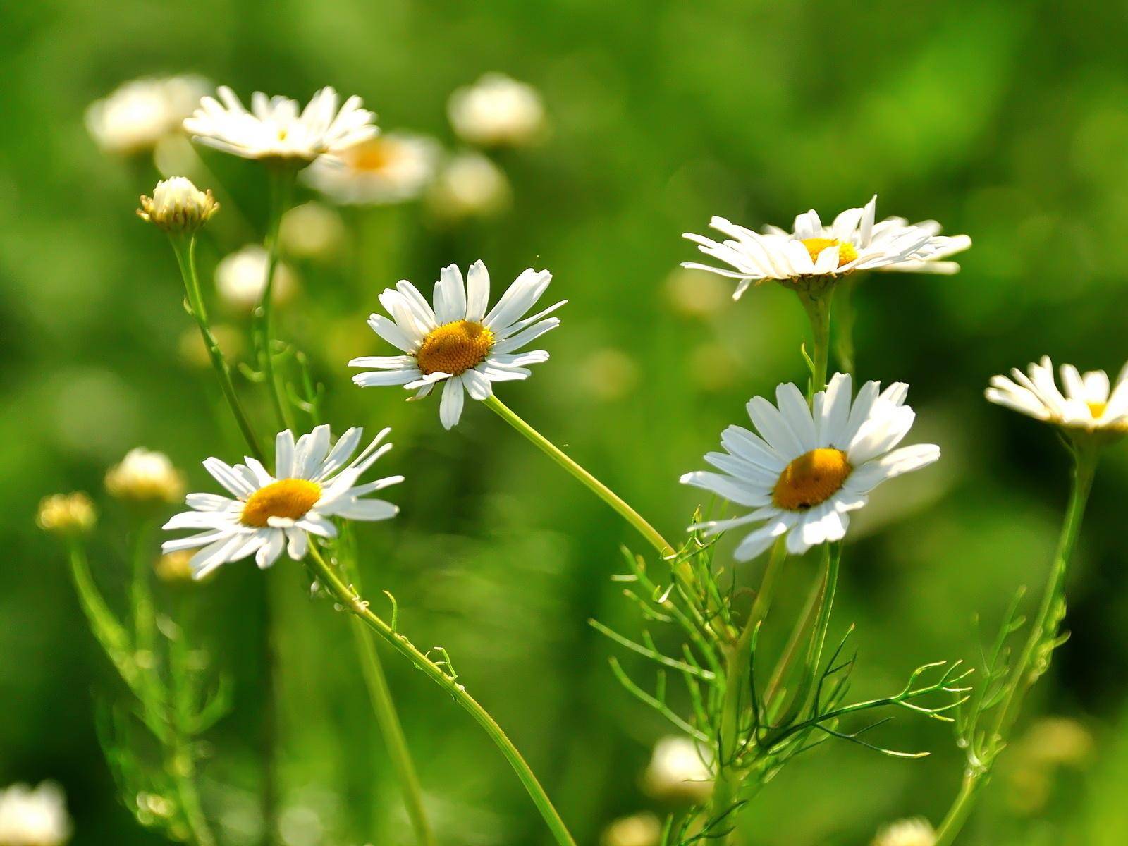 Как правильно сушить и хранить ромашку