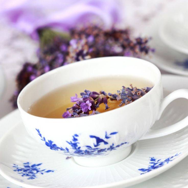 Чай с лавандой — польза и вред для организма, лаванда чай польза.