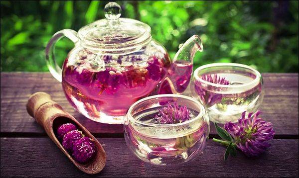 Свойства чая из красного клевера и рецепты заваривания
