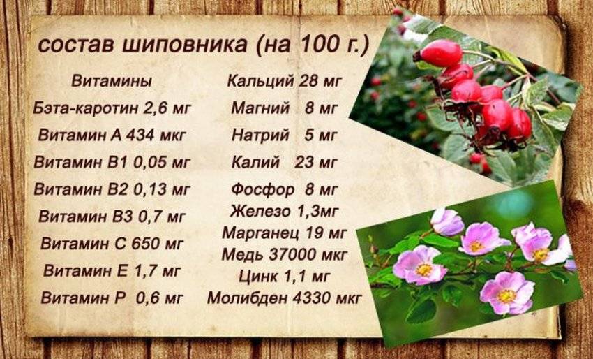 Корень шиповника – полезные свойства и особенности заваривания