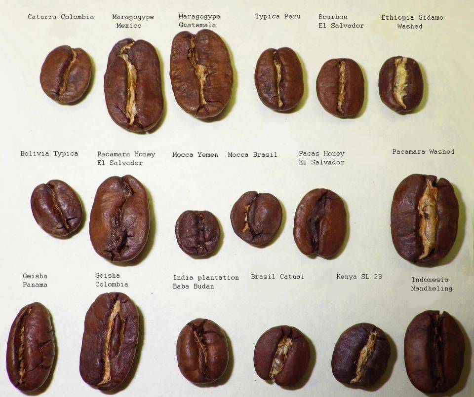Кофе из коста-рики: особенности вкуса, описание лучших сортов
