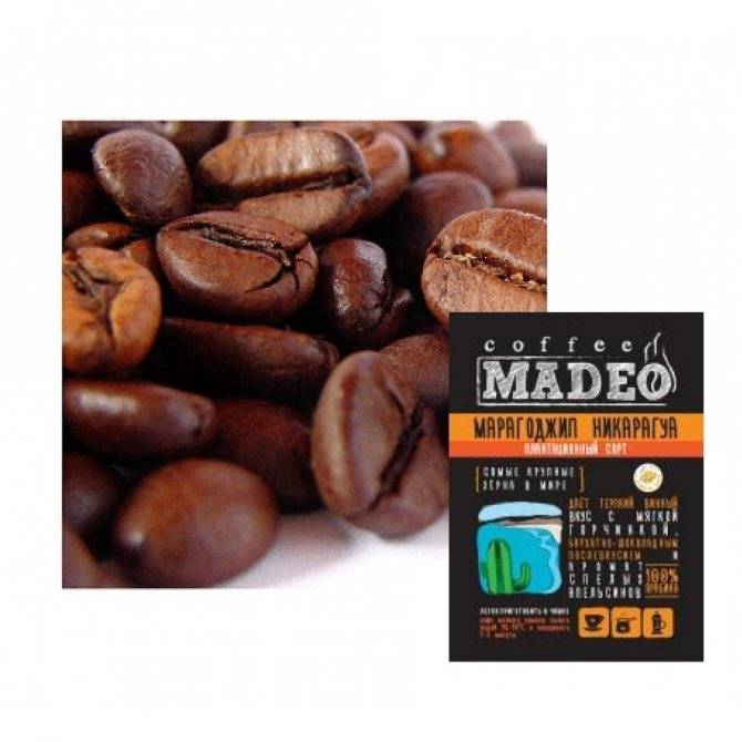 Кофе марагоджип в зернах: особенности, разновидности, способы заварки, отзывы