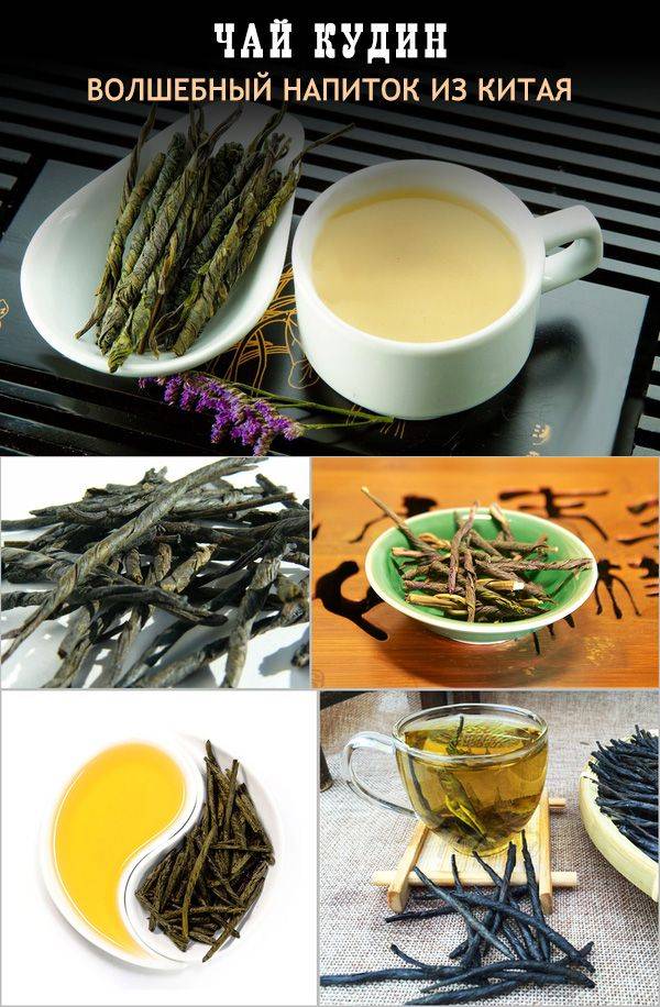 Чай кудин: полезные свойства и противопоказания
