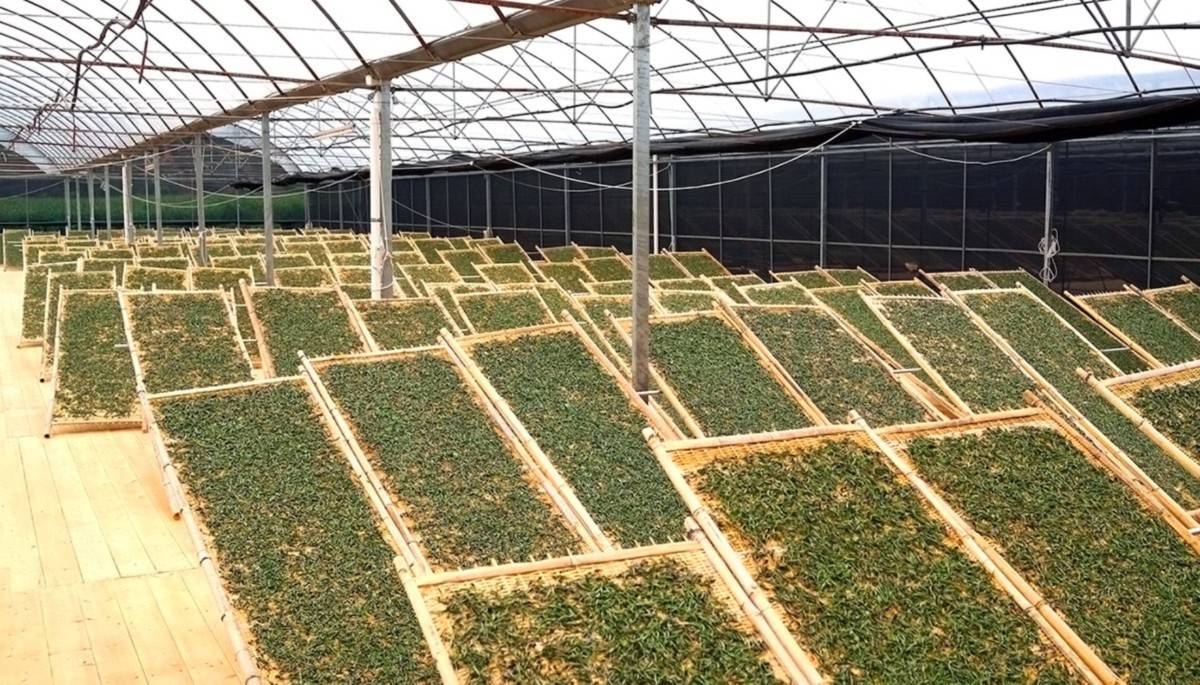 5 отличий ферментированного чая от заварки, не прошедшей ферментацию