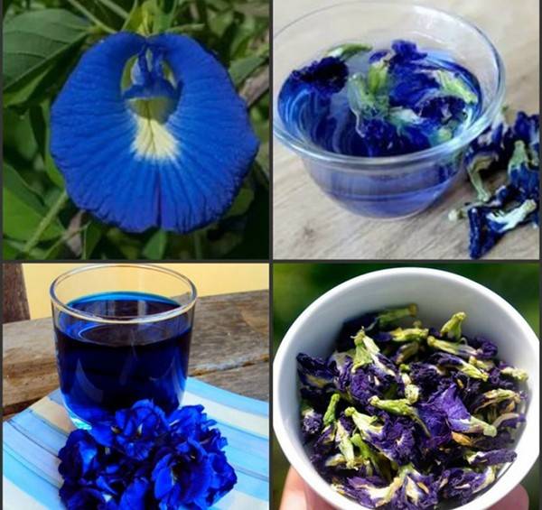 Синий чай из таиланда: полезные свойства, химический состав, противопоказания
