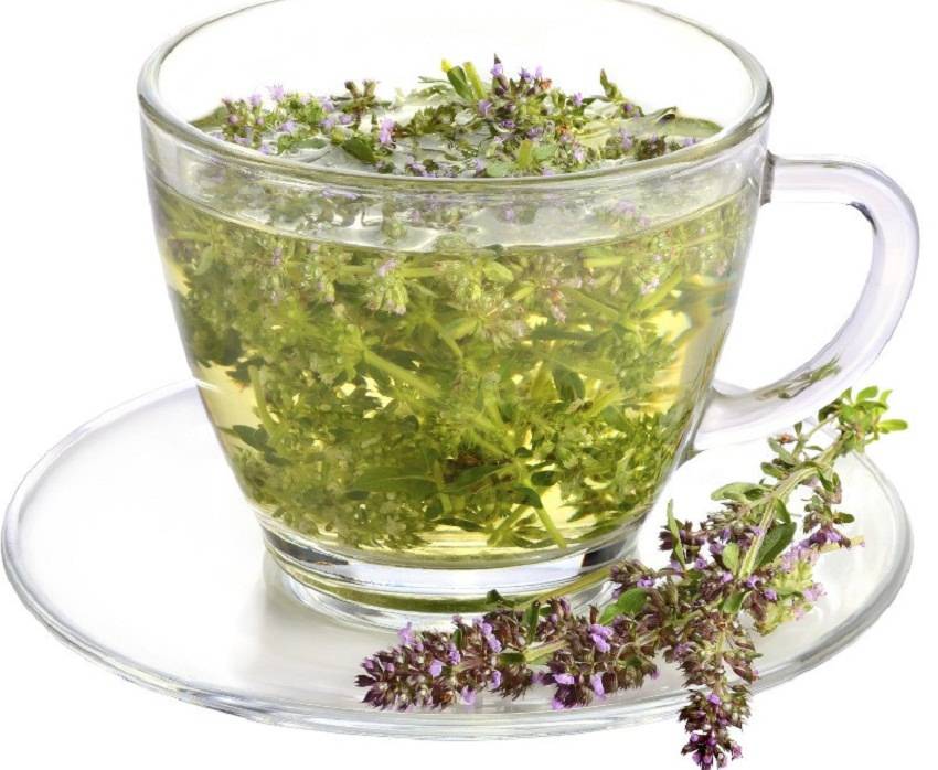 Чай с душицей: полезные свойства, противопоказания, рецепты приготовления
