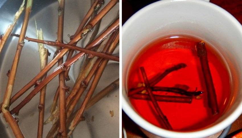Полезный чай из веточек деревьев и кустарников