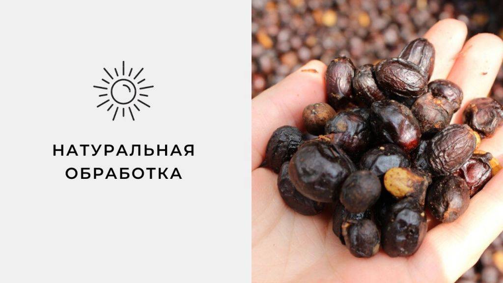 Способы обработки кофе | specialty coffee