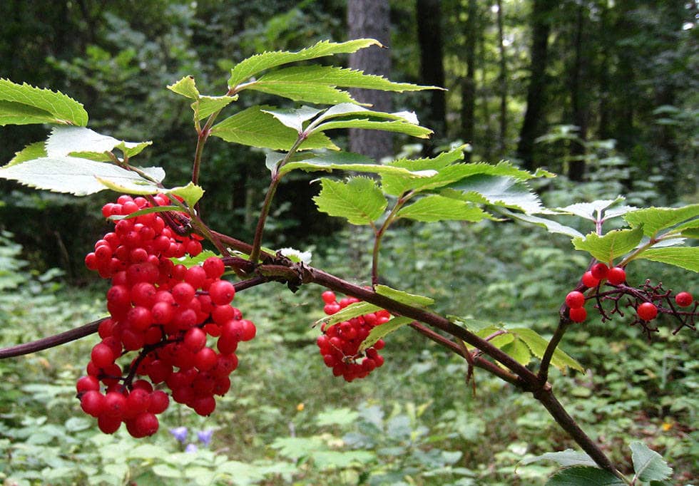 Полезные свойства и приготовление чая с калиной