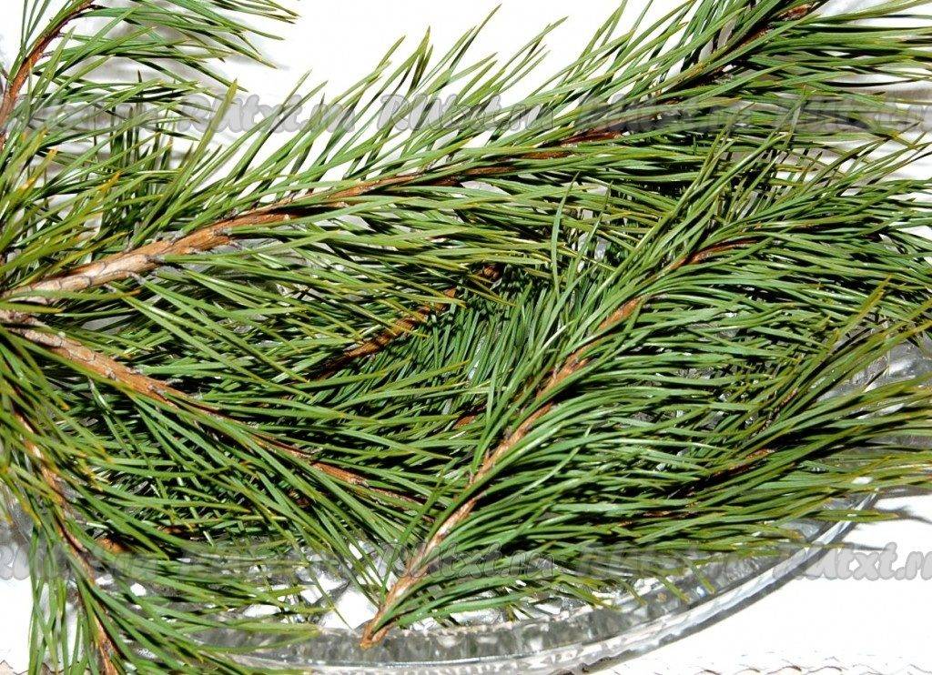 Хвойный чай — секреты полезного напитка