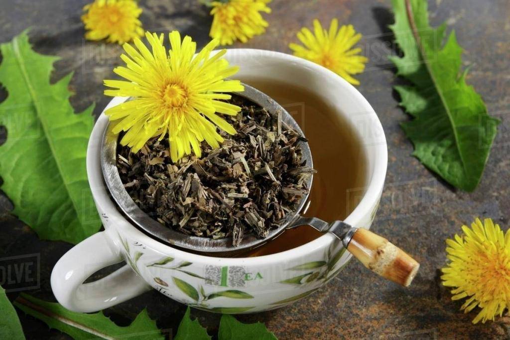 Чай из одуванчиков: цветки, листья, корни, как заварить, отзывы, фото
