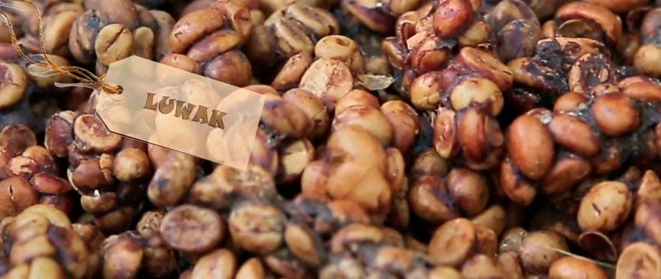 Характеристика вьетнамского кофе