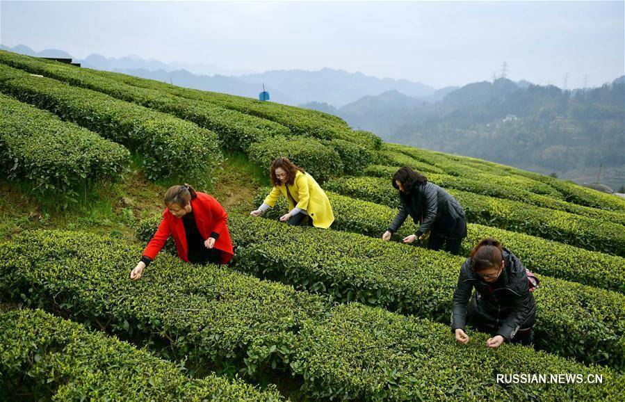 Где и как растет чай — чайные плантации разных стран
