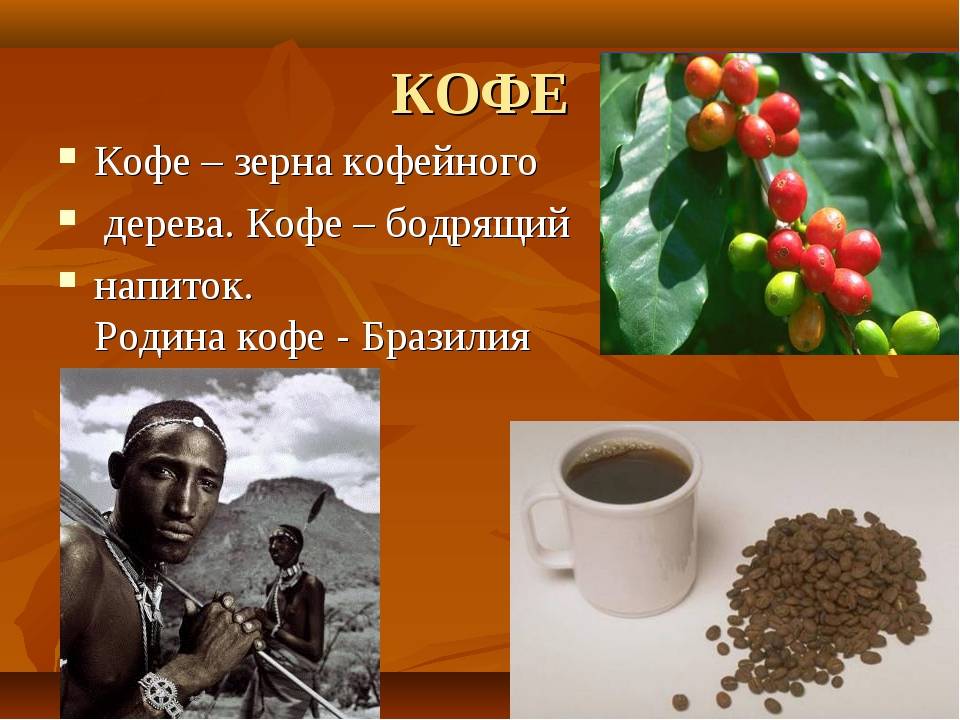 Кофейное дерево selo.guru — интернет портал о сельском хозяйстве