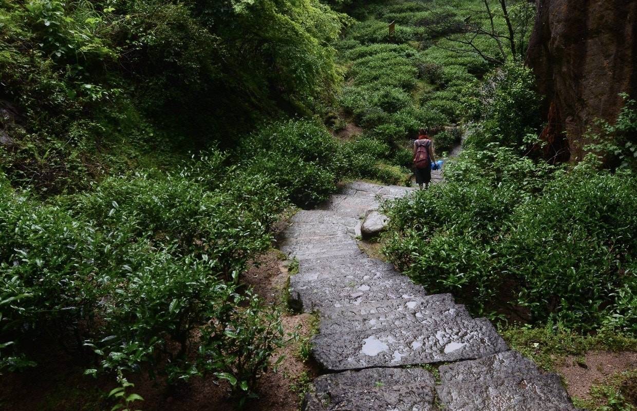 Улун Жоу Гуй – описание утесного чая из провинции Фуцзянь