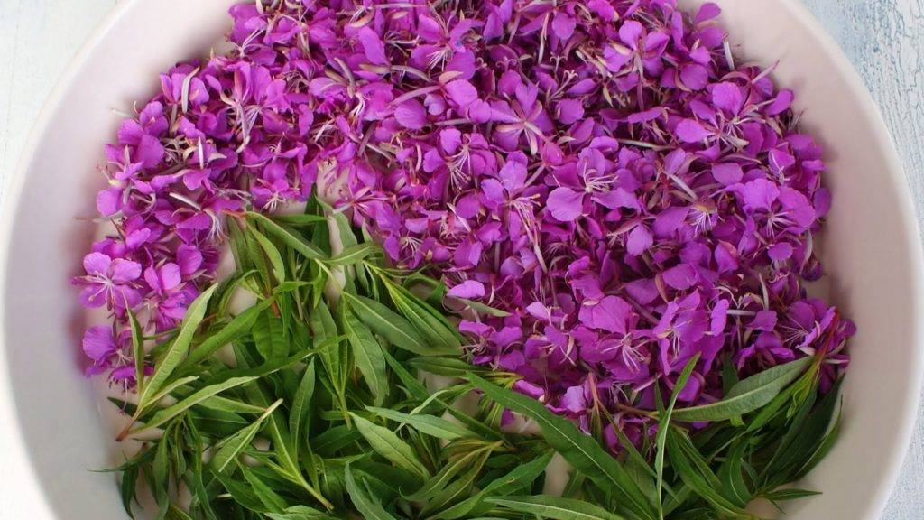 Полезен ли мужской Иван-чай для женского организма