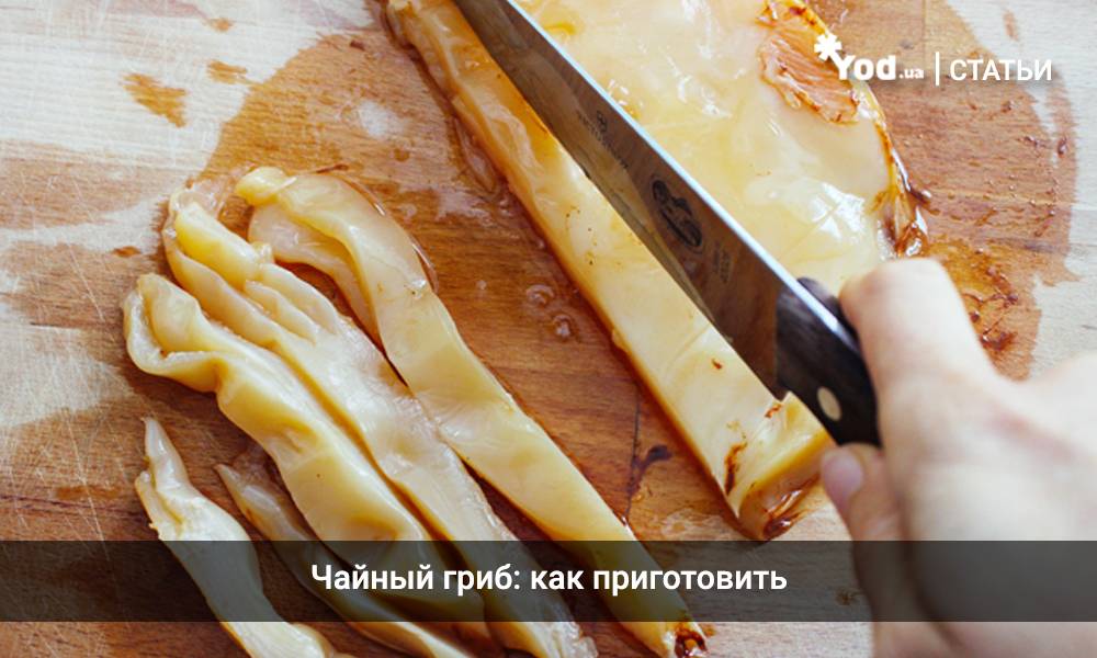 Грибной чай (Kombucha): польза и вред, как вырастить медузомицет