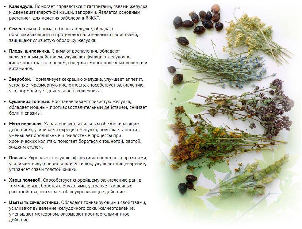 Чай для почек: список трав, особенности употребления