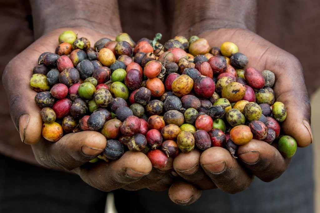 Кофепроизводящие регионы эфиопии