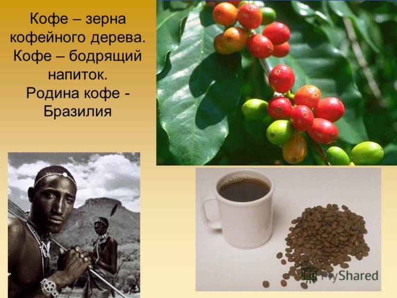 История кофе: родина кофе, первый кофе, факты о кофе и традиции
