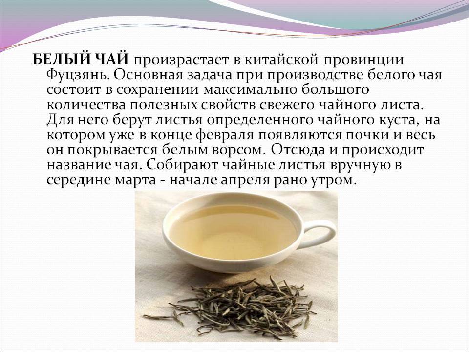 Белый чай: 17 доказанных преимуществ, которые вас удивят.