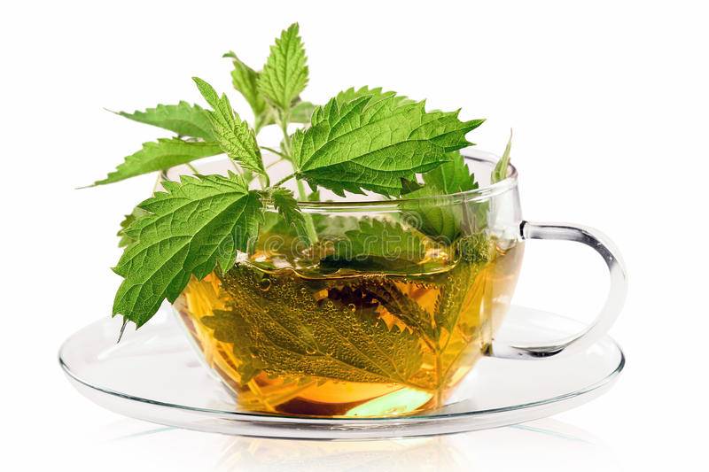 Чай из крапивы: польза и вред для здоровья