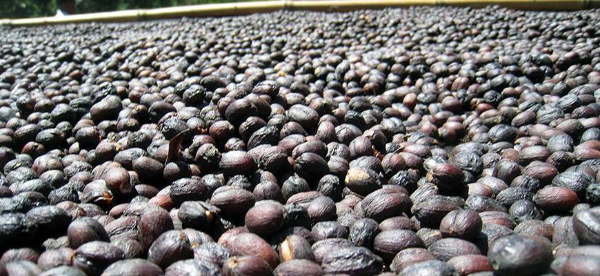 Какой кофе является самым дорогим в мире