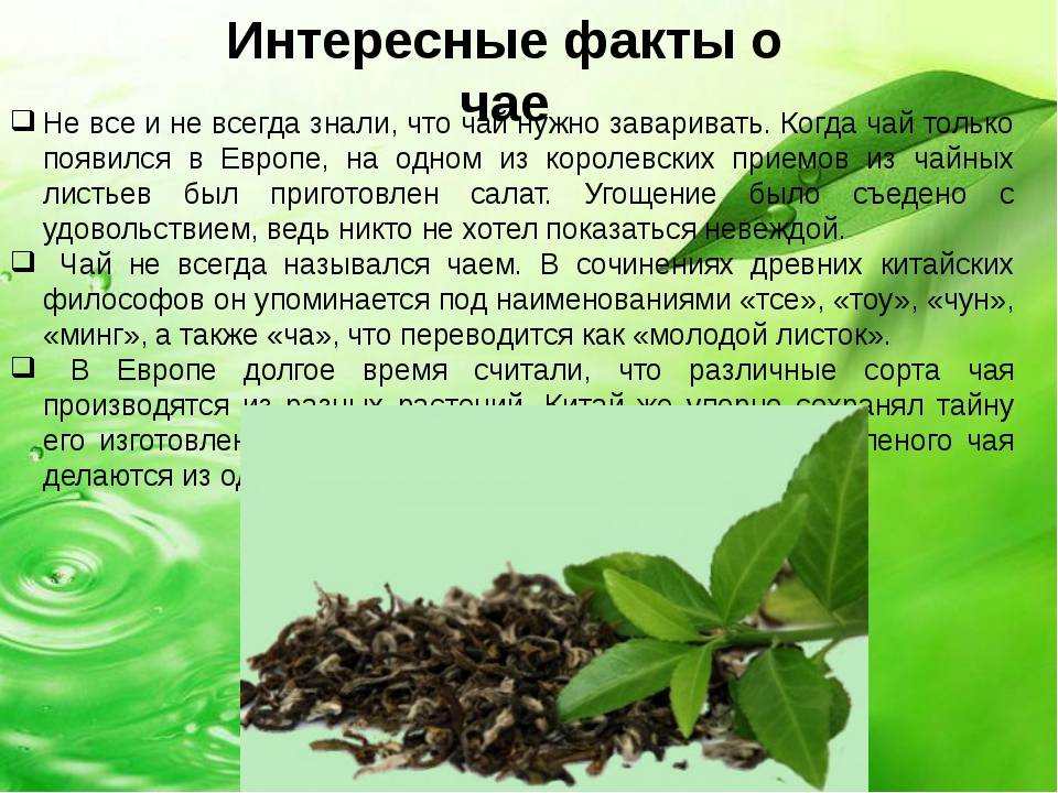 Зеленый чай сенча: описание, польза для здоровья, техника заваривания