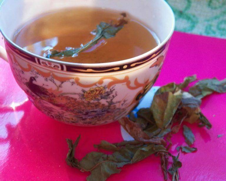 Чай с эвкалиптом???? польза и вред, 12 свойств для здоровья, рецепты