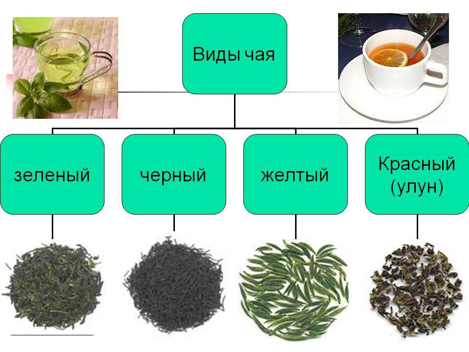 Полная классификация чая