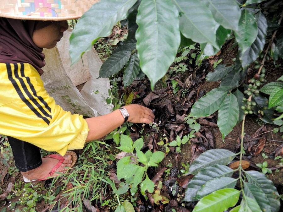 Производство кофе в индонезии - coffee production in indonesia