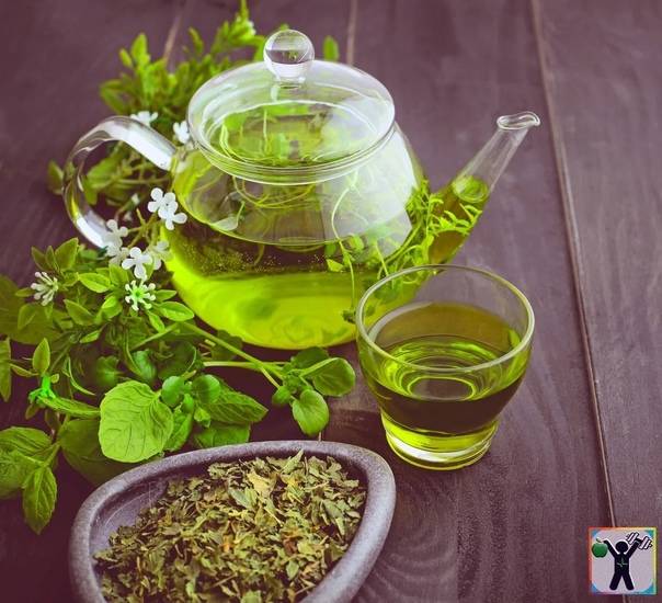 5 рецептов зеленого чая с имбирем для всех: польза и противопоказания