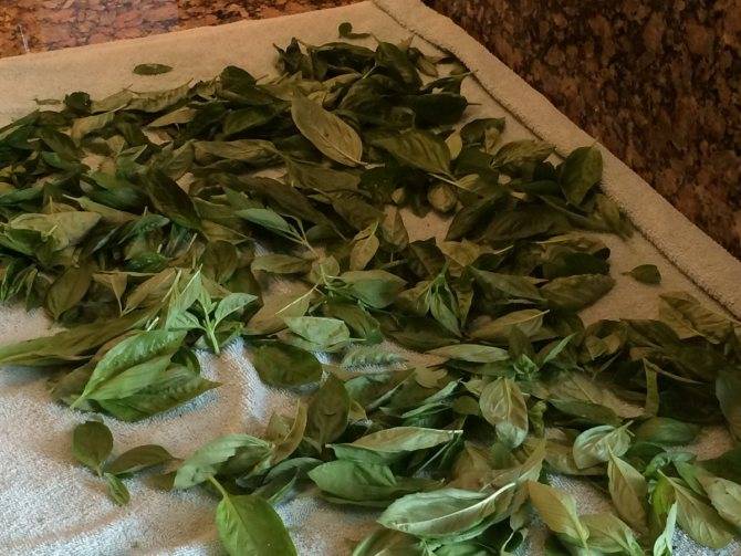 Как сушить базилик в домашних условиях на зиму: когда собирать его на сушку, как употреблять засушенную зелень