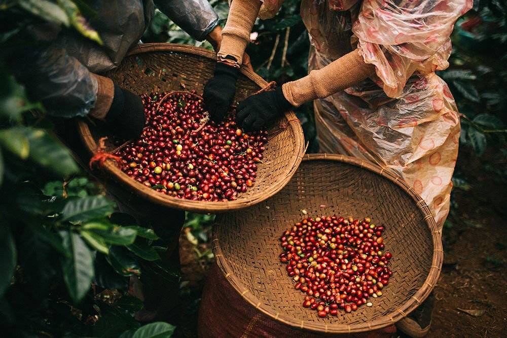 Какое кофе во вьетнаме? сорта и местные рецепты