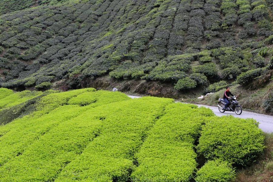 Где растет чай, особенности выращивания