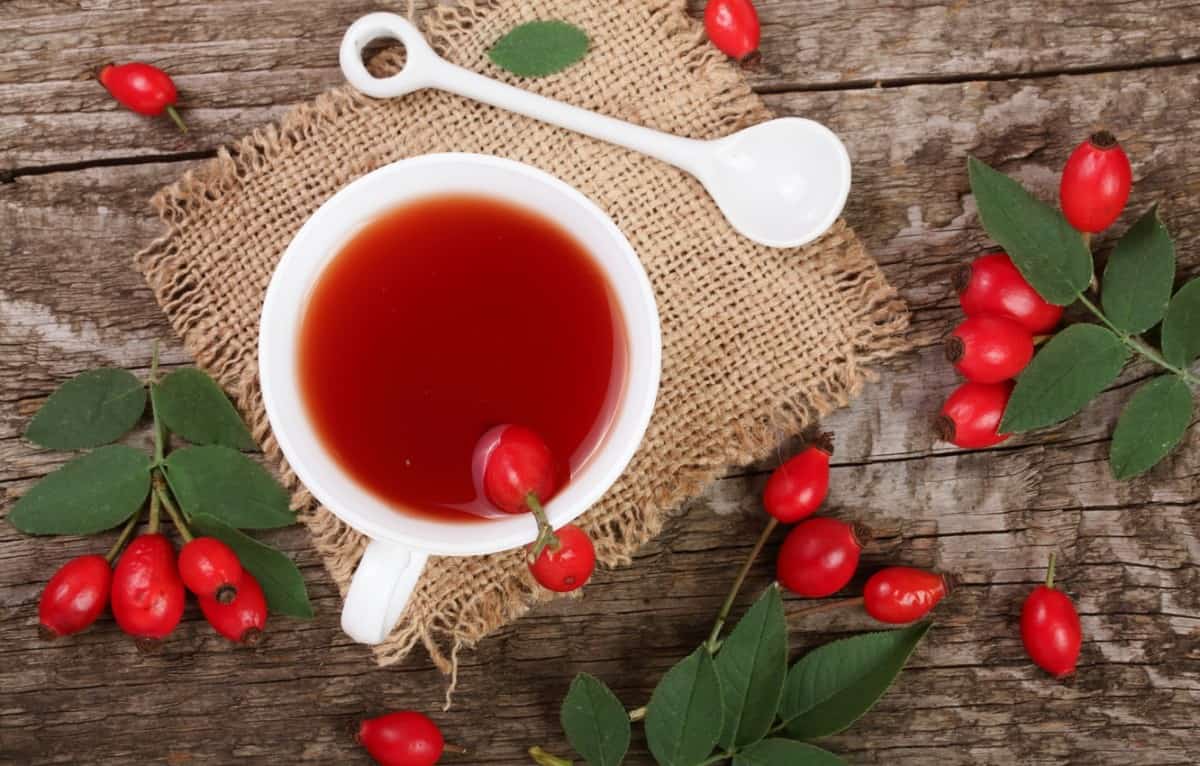 Чай с шиповником: полезные свойства и противопоказания к применению, рецепты из плодов и лепестков цветов, может ли быть вред для здоровья