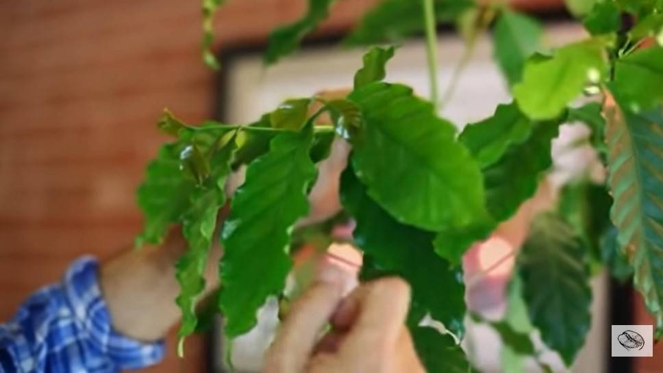 Характеристика сорта арабики Катимор (Catimor)