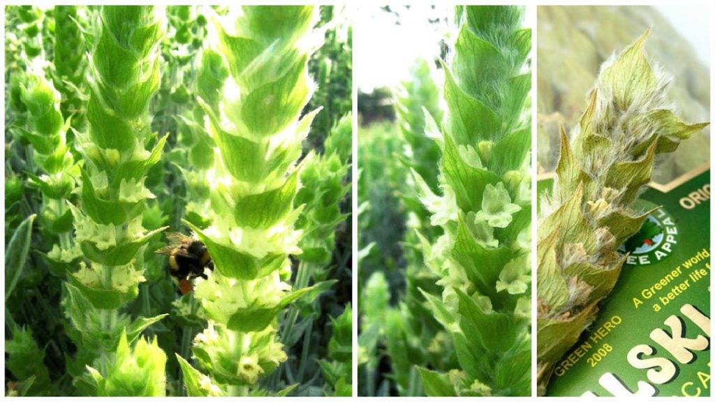 Мурсальский чай