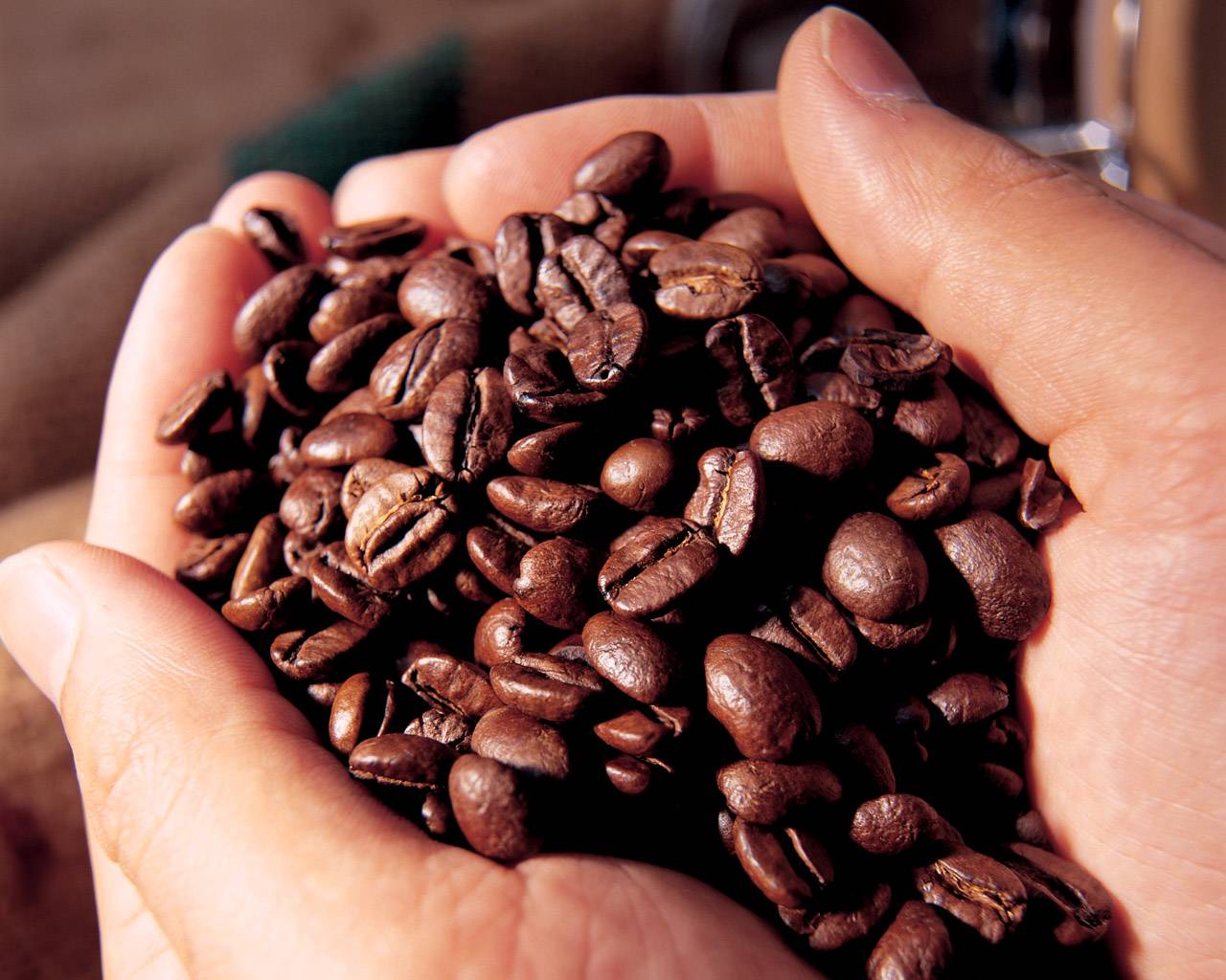 Кофе из кении: сорта, особенности