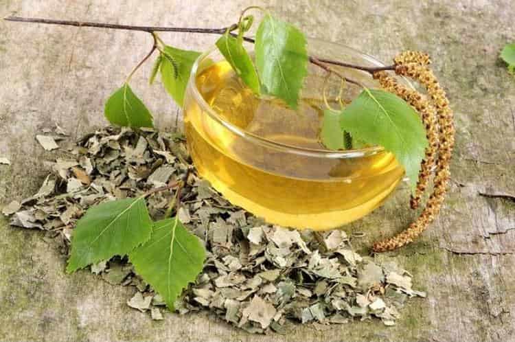 Чай из листьев березы польза и вред - здоровое тело