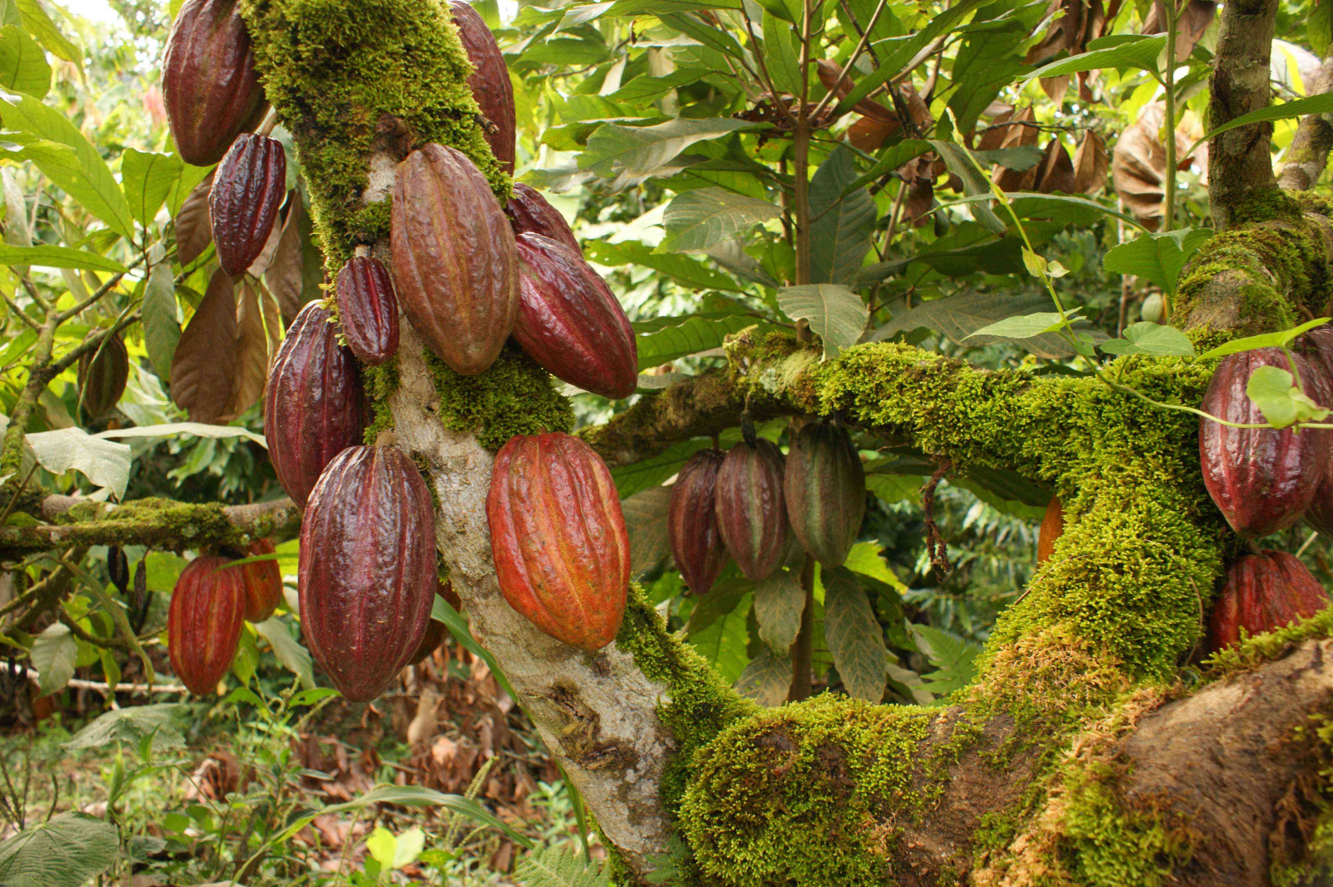 Какао - бобы - суперфуд здоровья и долголетия. в чем их польза