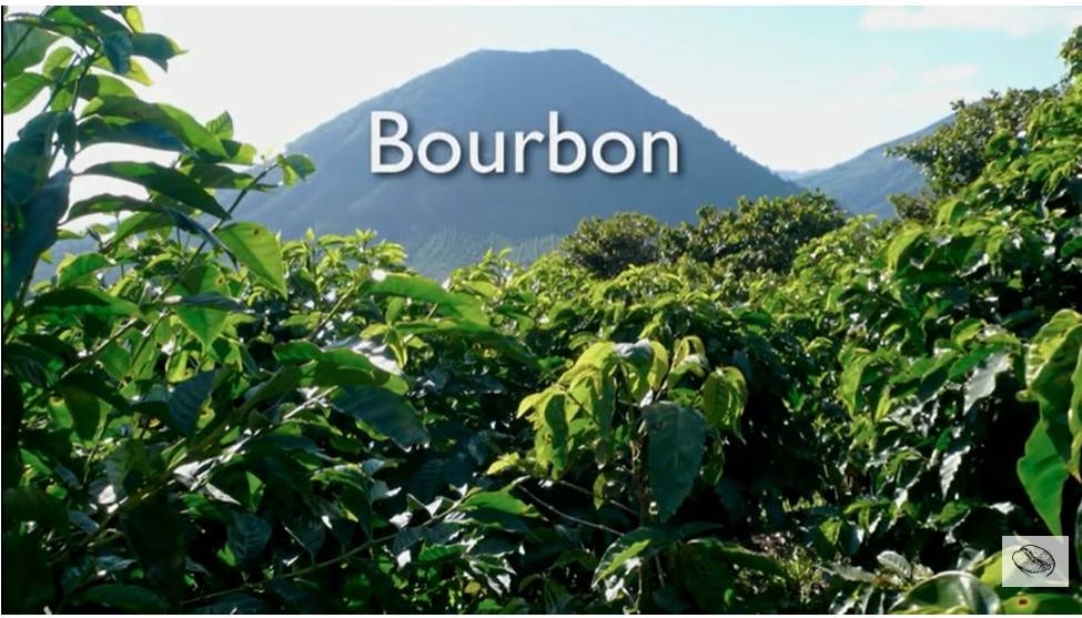 Характеристика сорта арабики Катимор (Catimor)