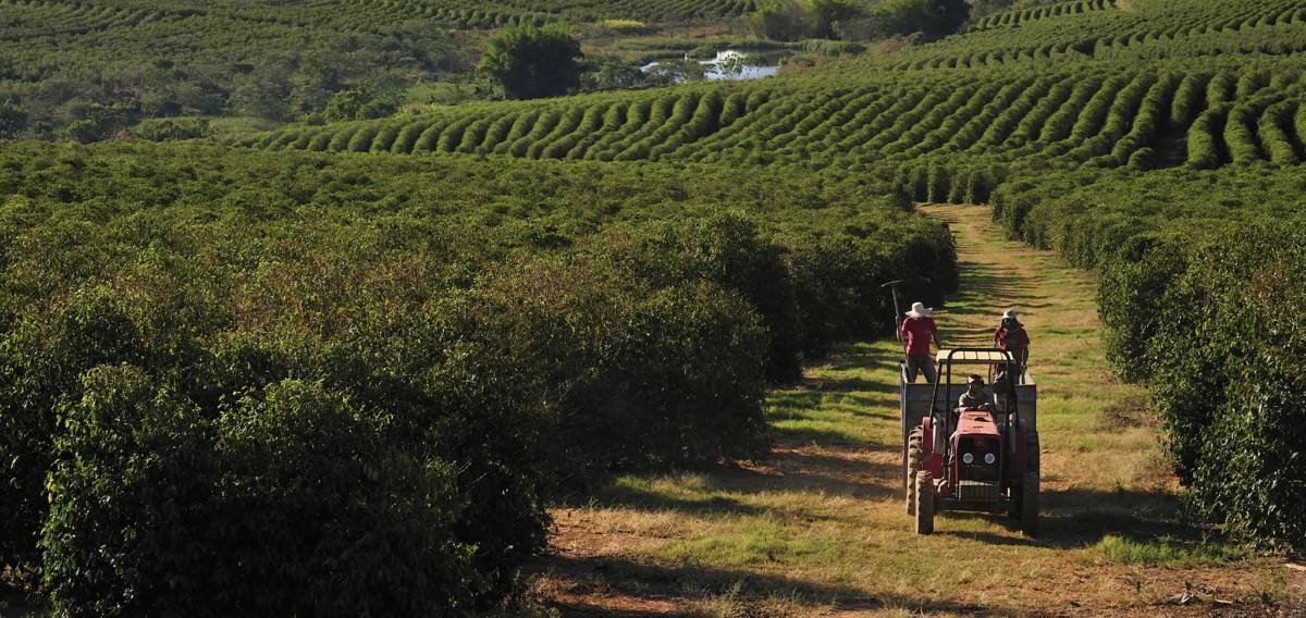 Приготовление чая Ханибуш и его вкусоароматические характеристики