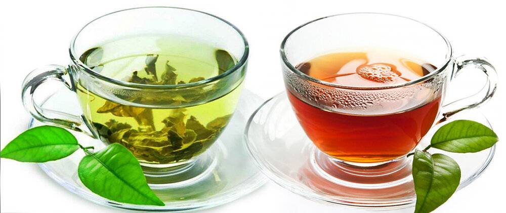 Чем отличается черный чай от зеленого, какой из них полезнее и лучше