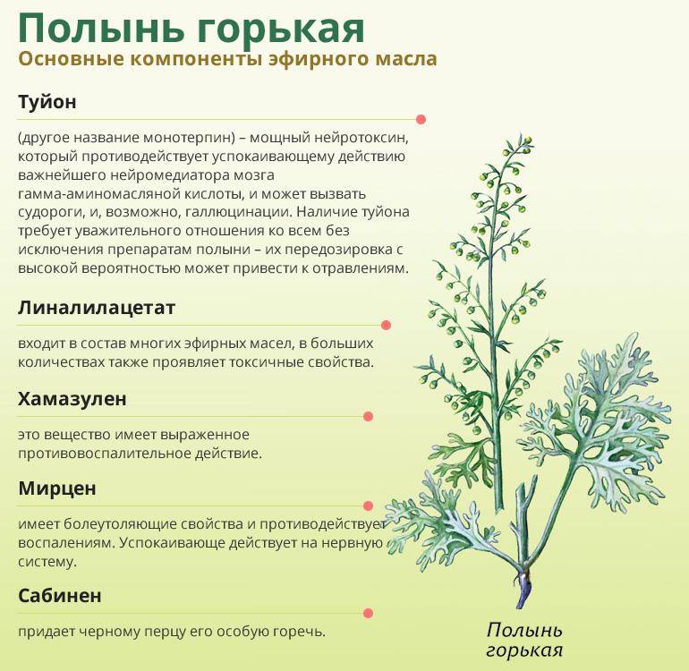 Полынь - лечебные свойства и применение растения