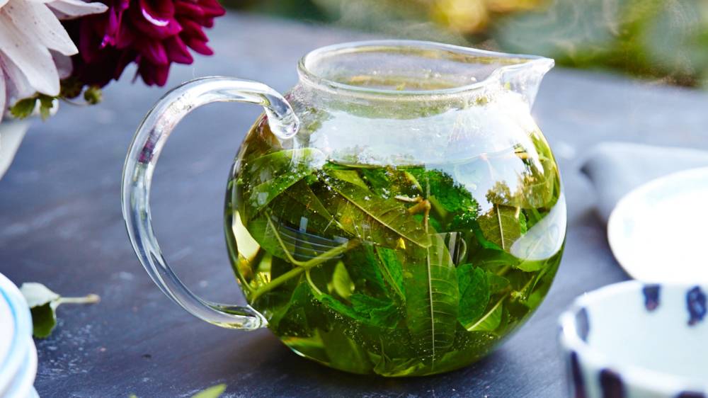 Вербена чай – полезные свойства и применение лекарственной травы
